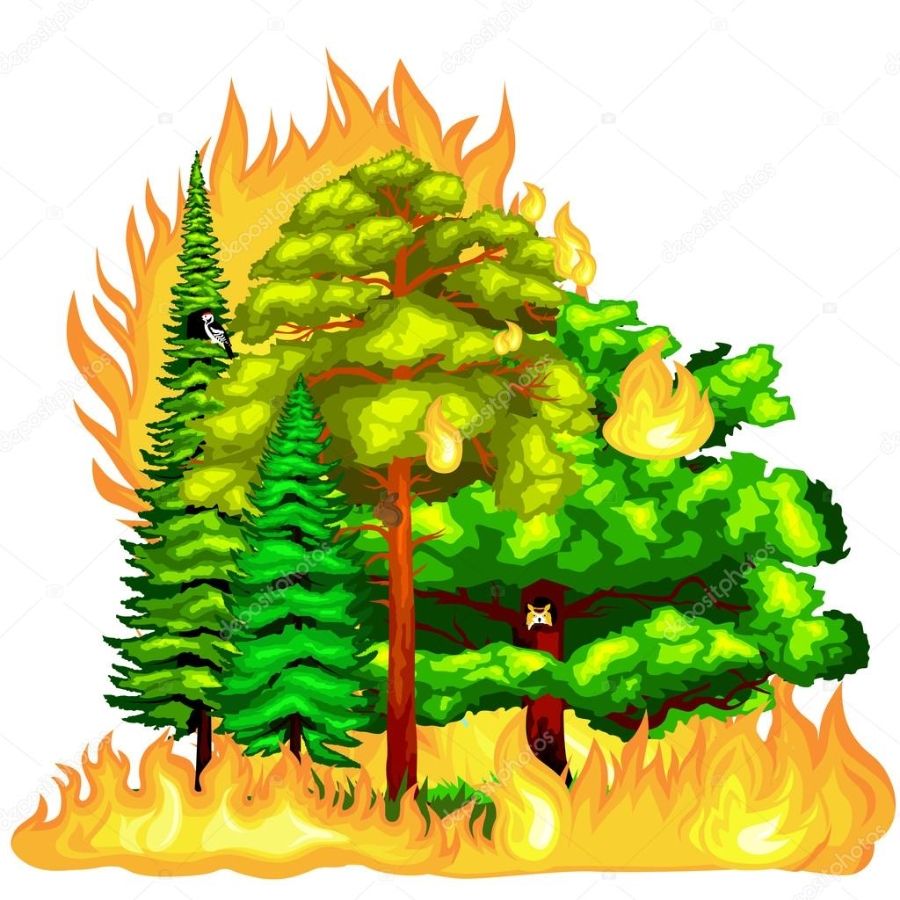 Беседа для детей на тему: « Почему горят леса?»