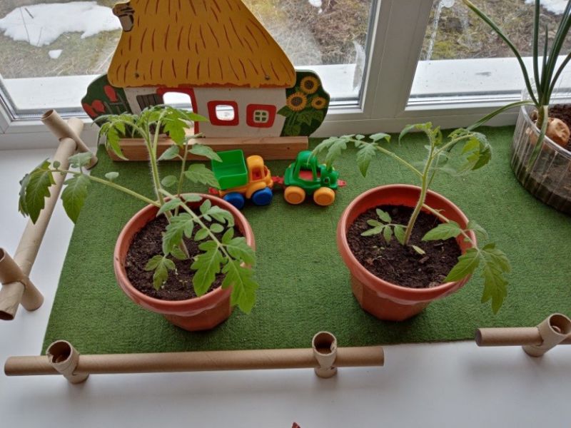 Экологический проект                                                                                                  «Огород на окне» 
